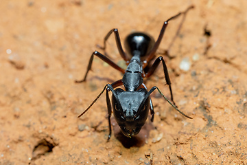 Image showing Carpenter ants, Camponotus spp., Ambalavao, Madagascar wildlife