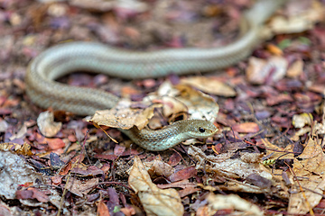 Image showing Blonde hognose snake, Leioheterodon modestus, Tsingy de Bemaraha, Madagascar