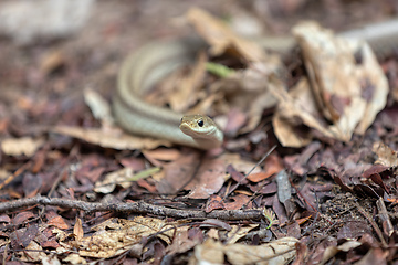 Image showing Blonde hognose snake, Leioheterodon modestus, Tsingy de Bemaraha, Madagascar