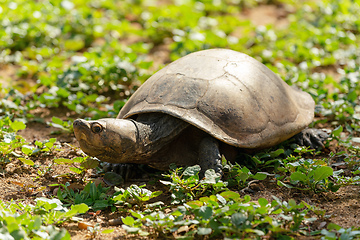 Image showing Madagascan big-headed turtle, Erymnochelys madagascariensis, Miandrivazo, Madagascar wildlife