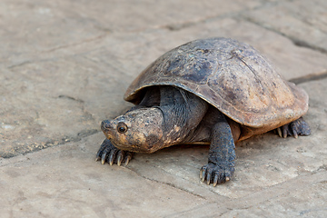 Image showing Madagascan big-headed turtle, Erymnochelys madagascariensis, Miandrivazo, Madagascar wildlife