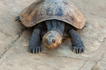 Image showing Madagascan big-headed turtle, Erymnochelys madagascariensis, Miandrivazo, Madagascar wildlife