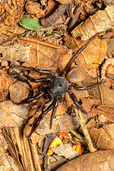 Image showing Ground spider, Gnaphosidae sp., Miandrivazo, Madagascar wildlife