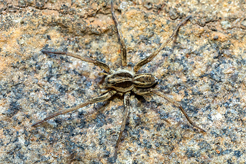 Image showing Wolf spider. Lycosidae sp, Ambalavao, Madagascar wildlife