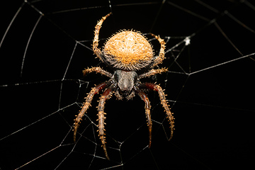 Image showing Spotted orb weaver spider on web, Neoscona triangula, Ambalavao, Madagascar wildlife