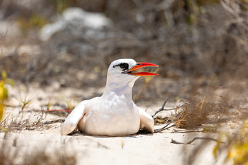 Image showing The red-tailed tropicbird, Phaethon rubricauda, Nosy Ve. Madagascar wildlife