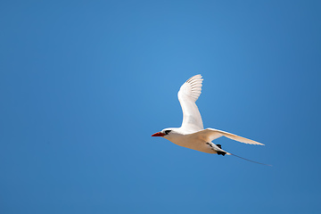 Image showing The red-tailed tropicbird, Phaethon rubricauda, Nosy Ve. Madagascar wildlife