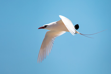 Image showing The red-tailed tropicbird, Phaethon rubricauda, Nosy Ve. Madagascar wildlife