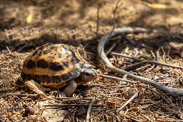 Image showing Spider tortoise, Pyxis arachnoides, Arboretum d'Antsokay, Madagascar wildlife