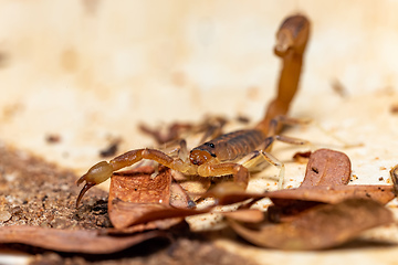 Image showing Teruelius flavopiceus, Tsingy de Bemaraha Madagascar wildlife