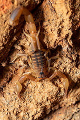 Image showing Teruelius flavopiceus, Tsingy de Bemaraha Madagascar wildlife