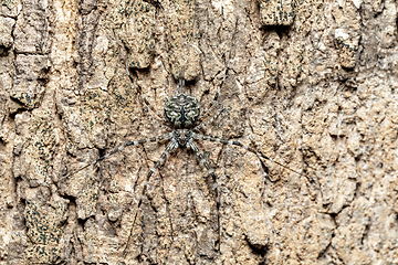 Image showing Two-Tailed Spider, Tree trunk spider, Long-spinnered Bark Spider, Hersiliidae sp, Analamazaotra National Park, Madagascar wildlife