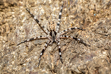 Image showing Ornamental Wandering Spider (Viridasius fasciatus), Kivalo