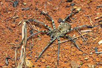 Image showing Wolf spider. Lycosidae sp, Ranohira Isalo, Madagascar wildlife