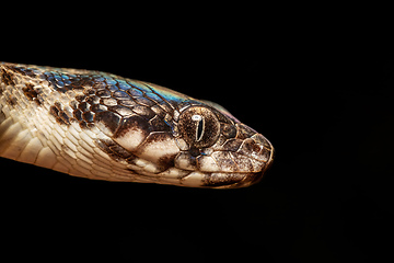 Image showing Malagasy Cat-eyed Snake, Madagascarophis colubrinus, Miandrivazo Madagascar wildlife