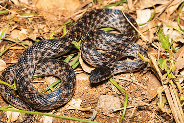 Image showing Malagasy Cat-eyed Snake, Madagascarophis colubrinus, Miandrivazo Madagascar wildlife