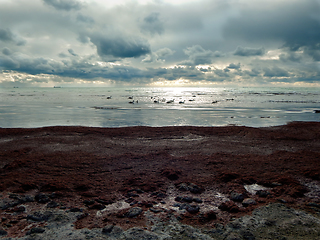 Image showing Swans in the Caspian Sea.