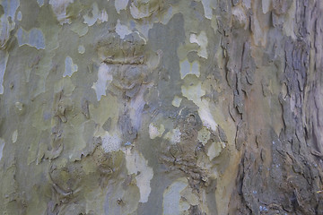 Image showing background tree