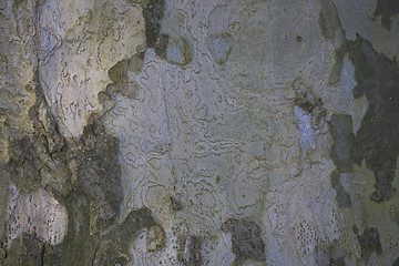 Image showing background tree