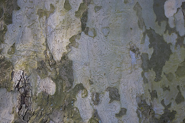 Image showing background tree