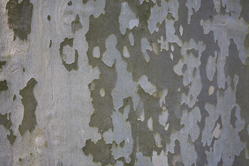 Image showing background tree
