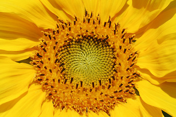 Image showing Sunflower