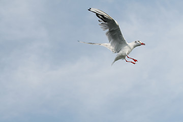 Image showing Flight