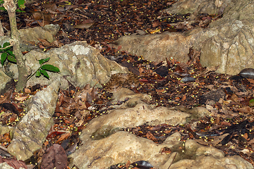 Image showing Malagasy Cat-eyed Snake, Madagascarophis colubrinus, Kirindy Forest, Madagascar wildlife