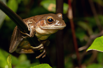 Image showing Madagascan Treefrog, Boophis madagascariensis, frog from Andasibe-Mantadia National Park, Madagascar wildlife