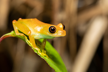 Image showing Green Bright-Eyed Frog, Boophis Viridis, Andasibe-Mantadia National Park, Madagascar wildlife