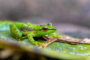 Image showing Guibemantis pulcher, Andasibe-Mantadia National Park, Madagascar wildlife