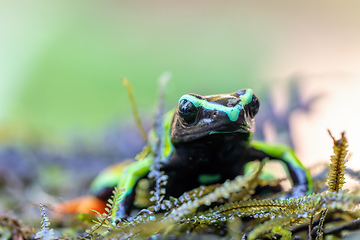 Image showing Baron's Mantella, Mantella Baroni, Endemic frog. Madagascar wildlife