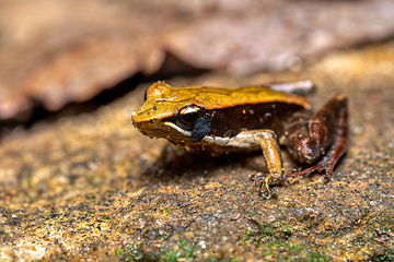 Image showing Mantidactylus melanopleura, Andasibe-Mantadia National Park, Madagascar wildlife