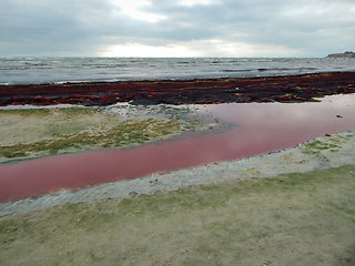 Image showing Purple ice on the shore.