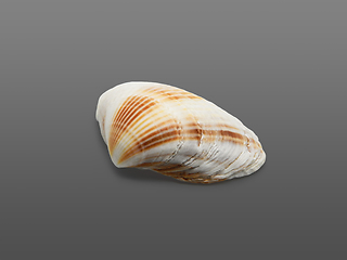 Image showing Seashell on gray.