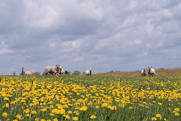 Image showing Sheep