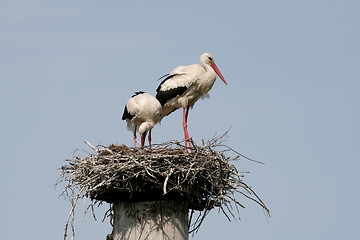 Image showing Storks