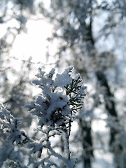 Image showing Winter close-up