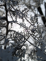 Image showing Winter close-up