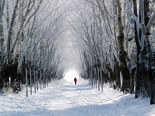 Image showing Man walking forest lane in winter