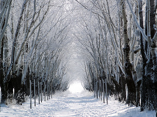 Image showing Forest lane in winter