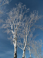 Image showing Iced poplars