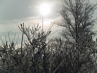 Image showing Snowy bushes