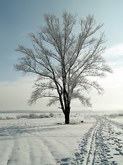 Image showing Lonely tree