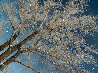 Image showing Snowfall and tree