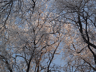 Image showing Iced branches