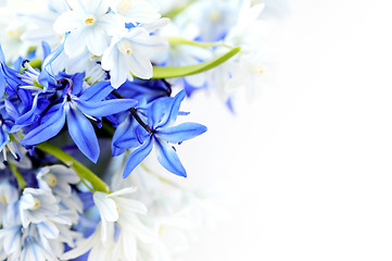 Image showing Spring flowers background