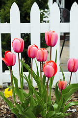 Image showing Tulips in spring garden