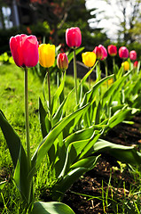 Image showing Tulips in spring garden