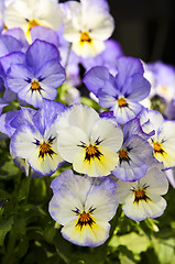 Image showing Pansies